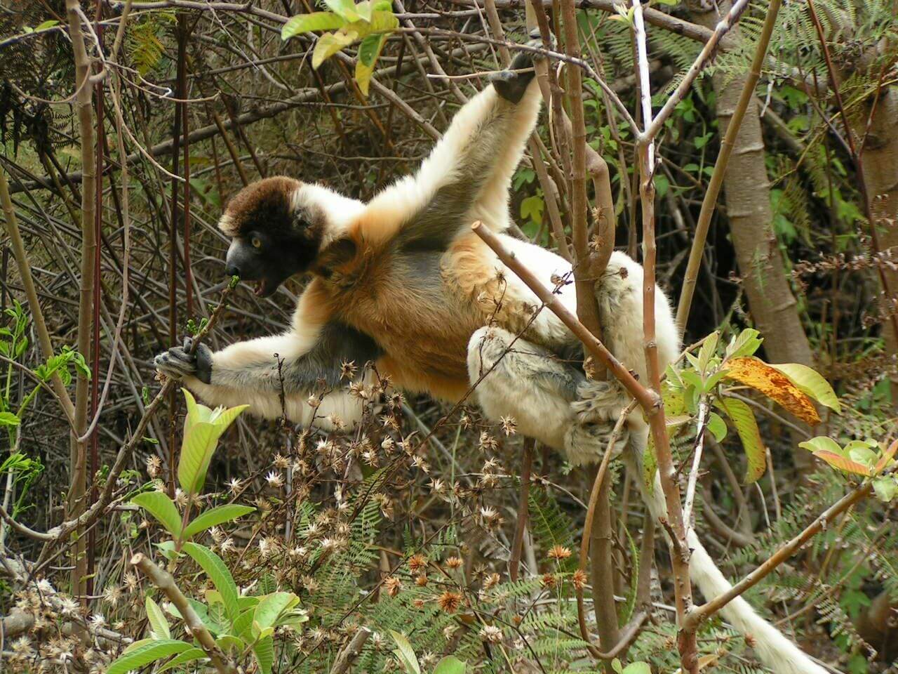 Andasibe 3 daagse tour.