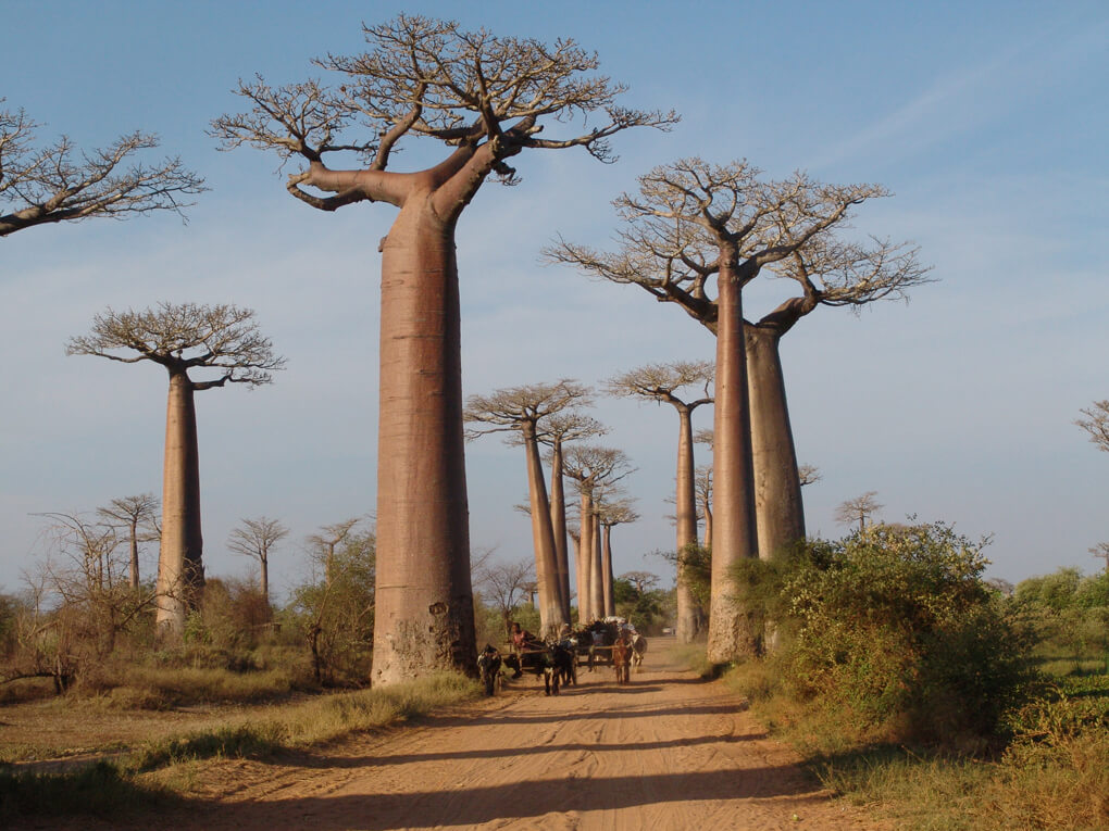 De Baobab bomen in Madagacar