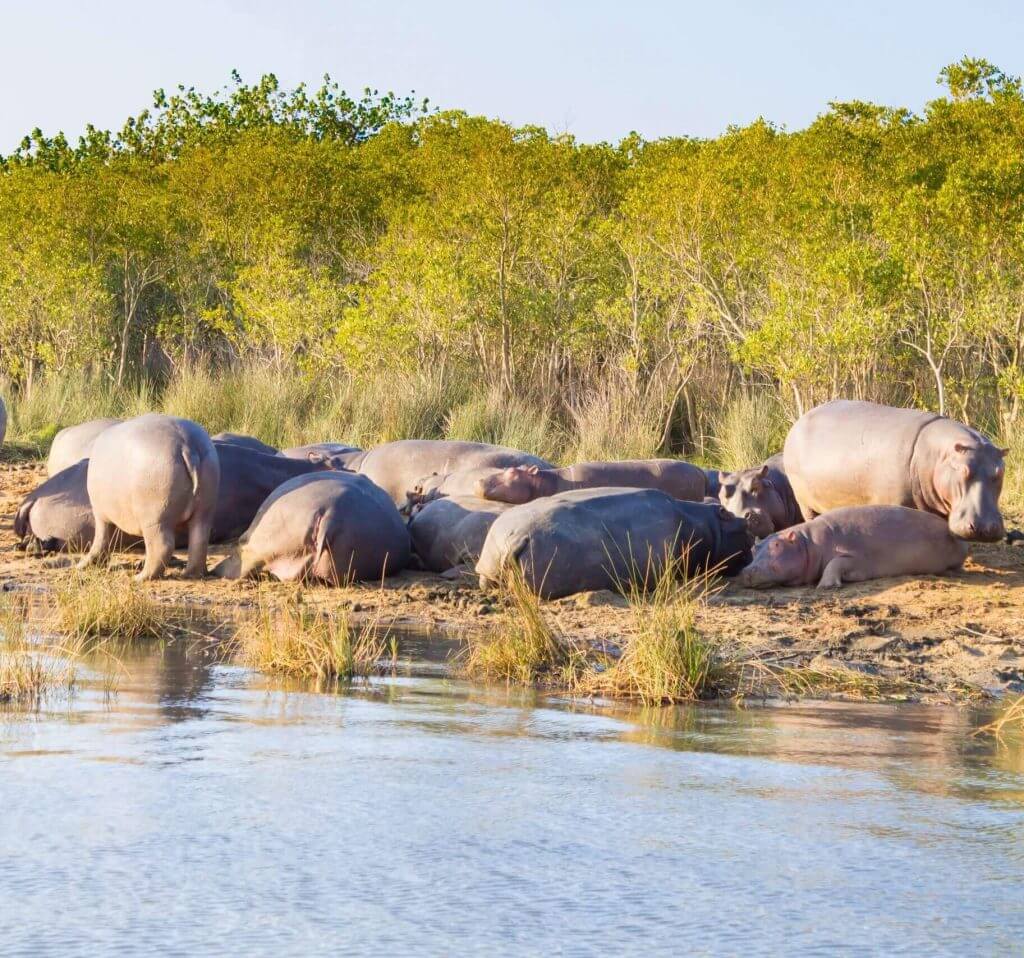 Het iSimangaliso Wetland Park